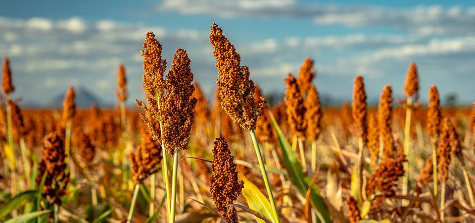 Contracts for Sorghum 